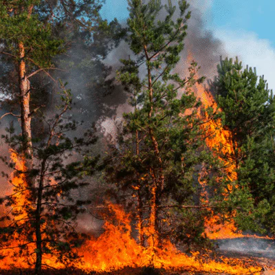incendio forestal